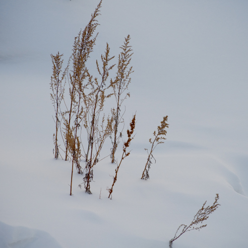 雪韻﹒小草