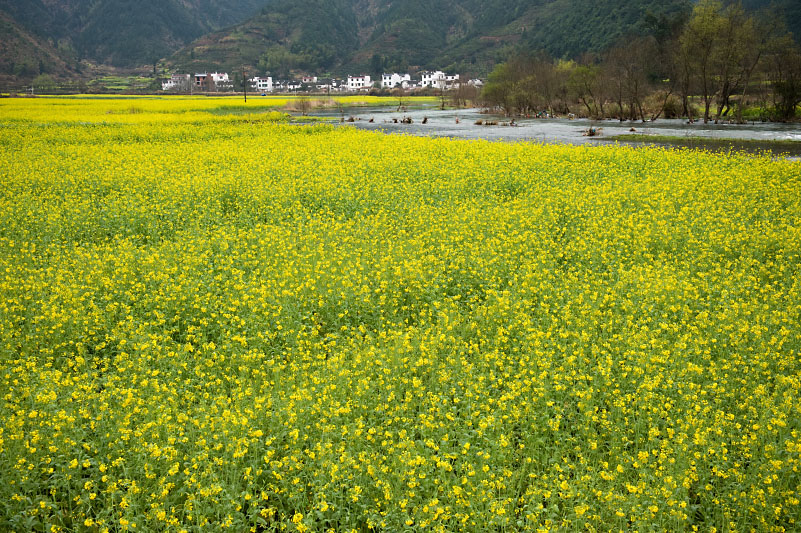 浙源（龍天塔附近）