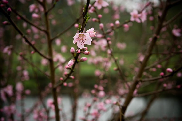 桃花