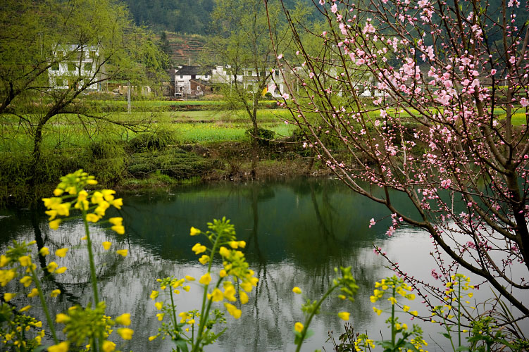 春風迎面吹﹐桃花朵朵開