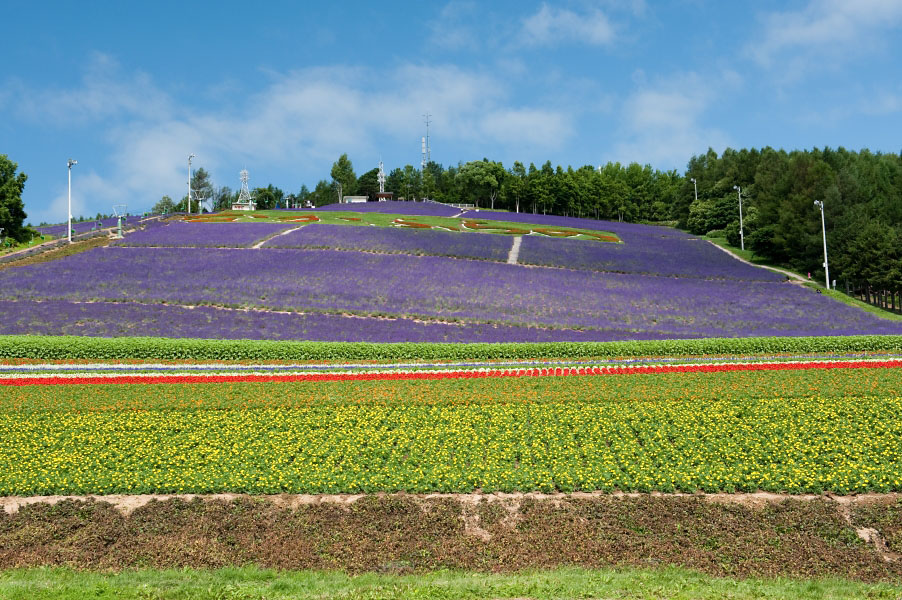 北星山町營薰衣草園