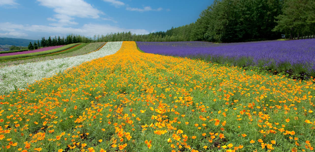 盛夏富良野
