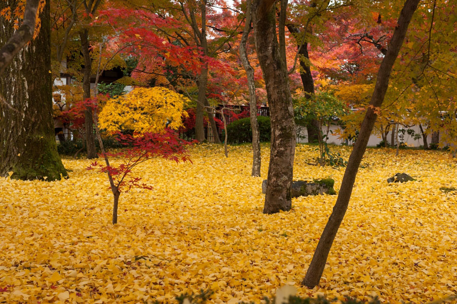黃葉地
