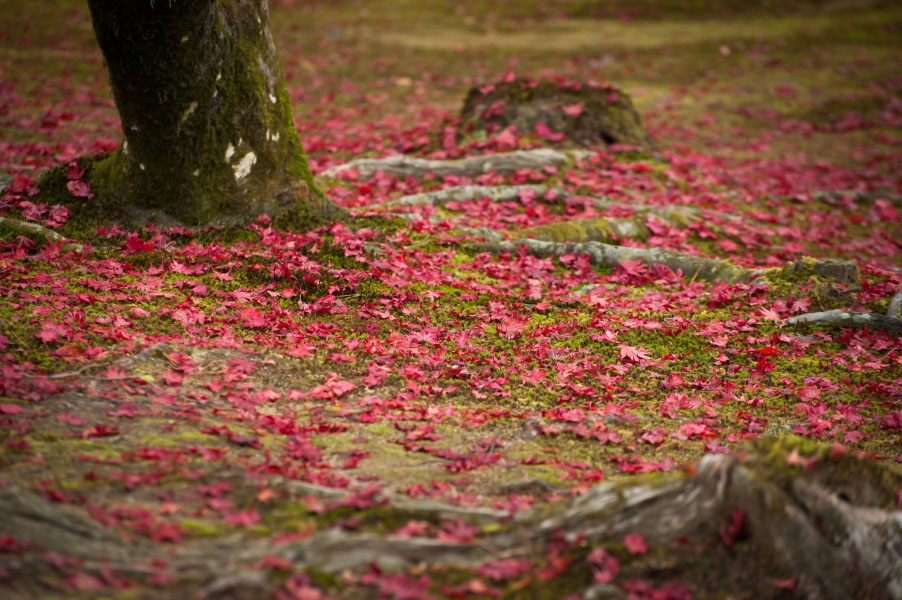 紅葉遍地