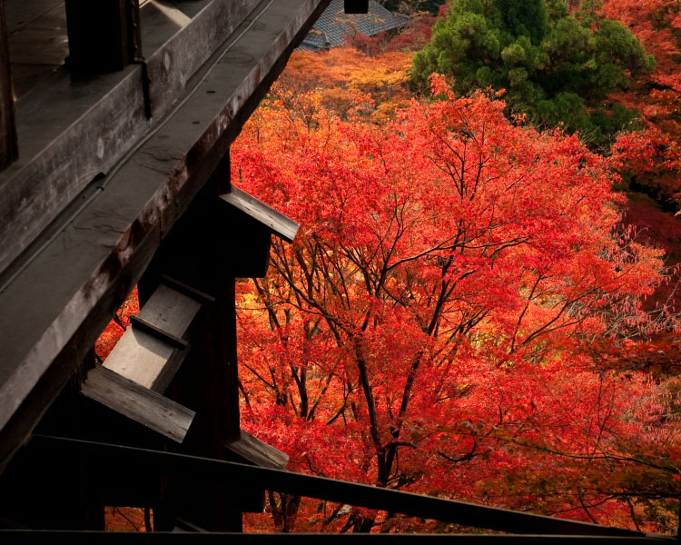 秋楓紅如火