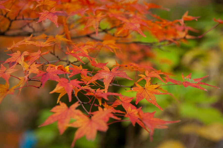 初見紅葉