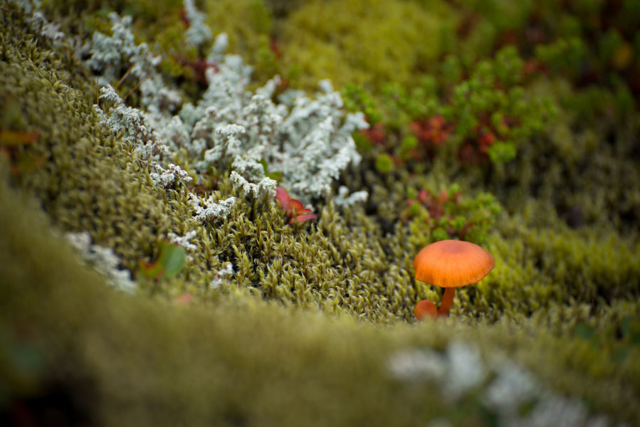 火山岩上的小花和苔蘚