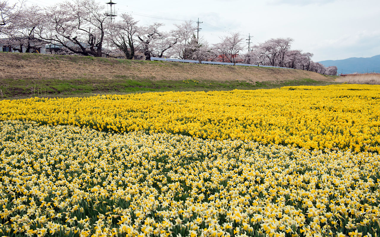 上川河川敷