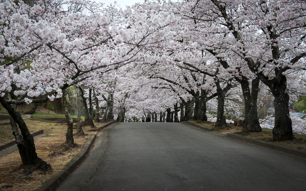 櫻花隧道