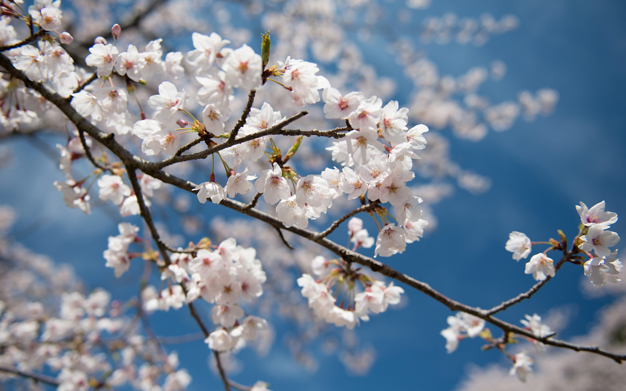 染井吉野