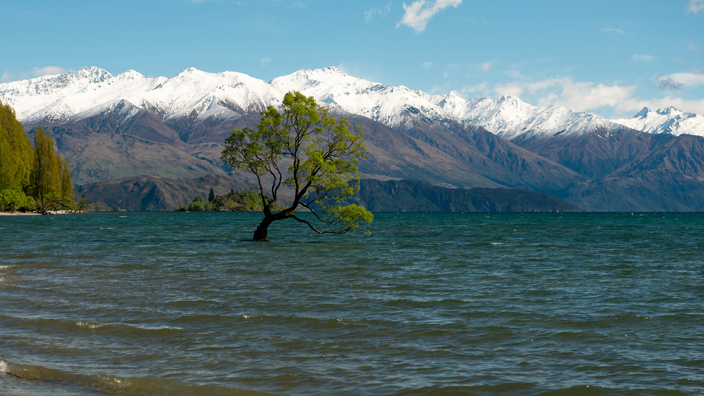 That Wanaka Tree
