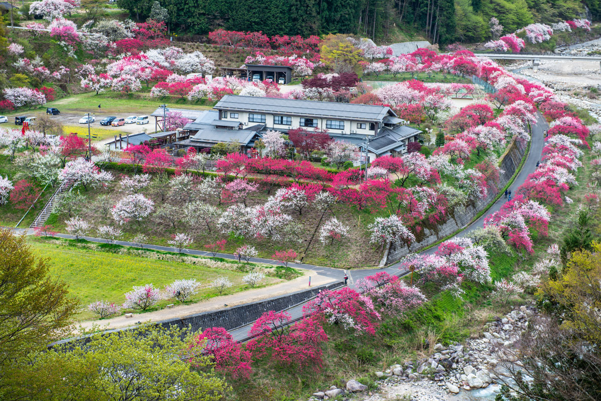三色花桃