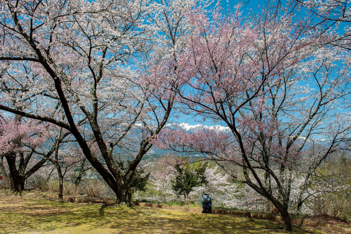 大草城址公園