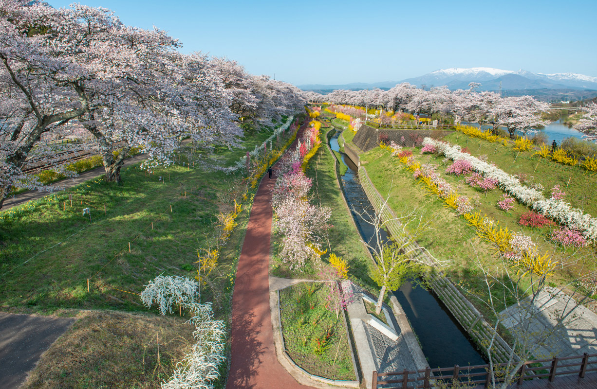白石川千櫻公園