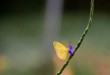 紫花與黃蝴蝶