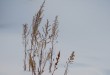 雪韻﹒小草