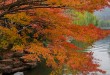 水邊的紅葉