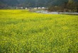 浙源（龍天塔附近）