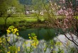 春風迎面吹﹐桃花朵朵開