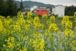 2010重遊婺源~又到油菜花開時