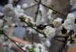 路旁的白花