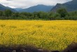 油菜花