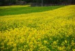 油菜花海