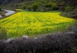 路邊的油菜花田
