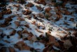 秋葉。初雪