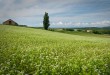 2011北海道薰衣草之旅~美瑛、函館篇