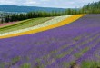 富田農場－彩色花田