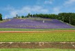 北星山町營薰衣草園