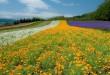 2011北海道薰衣草之旅~富良野篇