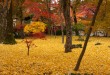 黃葉地
