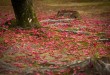紅葉遍地