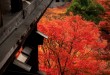 秋楓紅如火