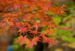 初見紅葉