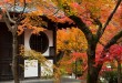 坐愛京都楓林晚，霜葉紅於二月花