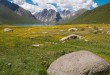2016青海花之旅