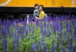 難得薰衣草花開