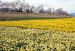 上川河川敷