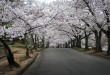 櫻花隧道