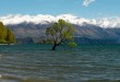 That Wanaka Tree