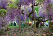 紫藤花