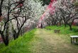 花桃小徑