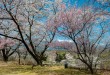 大草城址公園