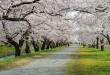 櫻花隧道